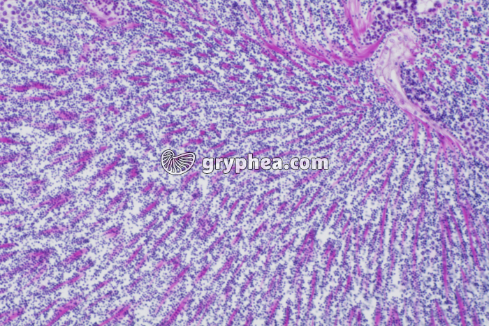 Hermaphrodisme Coquille St-Jacques x100 - gryphea.com